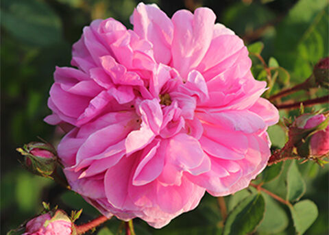 MORE ABOUT ROSE